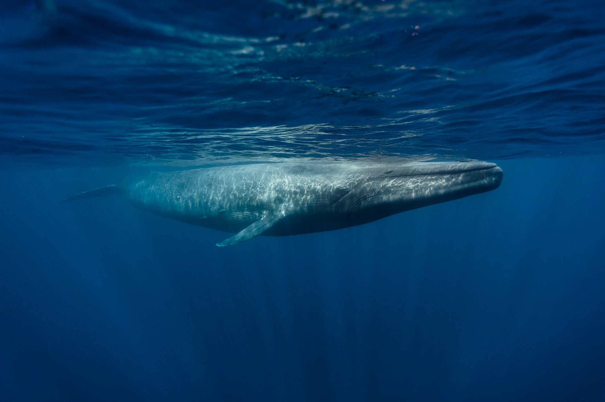 Blue whale singing patterns predict migration, study finds | The